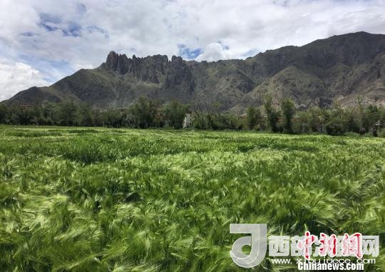 2017年西藏青稞總產量達到79萬噸，占糧食總產量的77%。圖為西藏青稞。　王玉林 攝