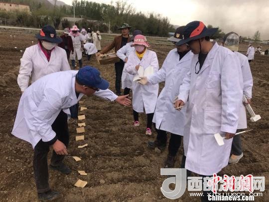 圖為研究員實地調研青稞生長土壤?！⊥跤窳?攝